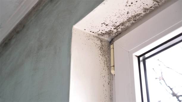 Best Mold Remediation for Specific Building Types in Madison, IN